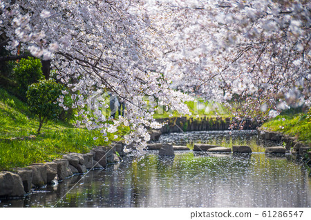 Row of cherry trees in Saitama Motoarakawa Row of cherry trees in Saitama Motoarakawa 61286547