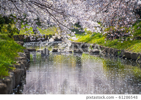 Sa玉縣元荒川的櫻桃樹行 61286548