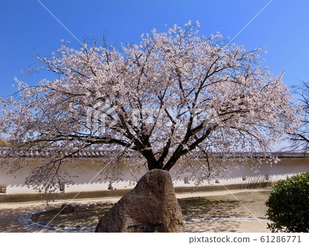 [Hyogo] Spring Himeji Castle (Heisei's major repair) 61286771