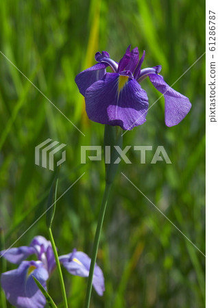 紫色鳶尾花(背光) 紫色鳶尾花(背光) 61286787