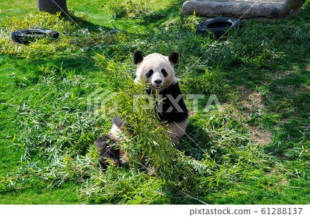 Panda in the meal Panda in the meal 61288137