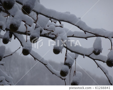 Snow-capped Suzuka Fruit 2 61288841