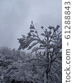 白雪覆蓋的樹木 61288843