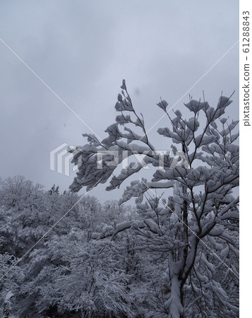 白雪覆蓋的樹木 白雪覆蓋的樹木 61288843