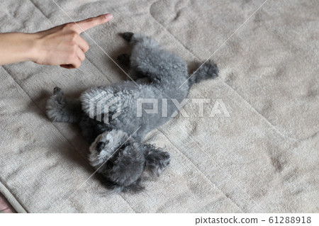 玩具貴賓犬 玩具貴賓犬 61288918