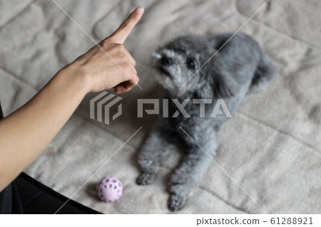 玩具貴賓犬 玩具貴賓犬 61288921