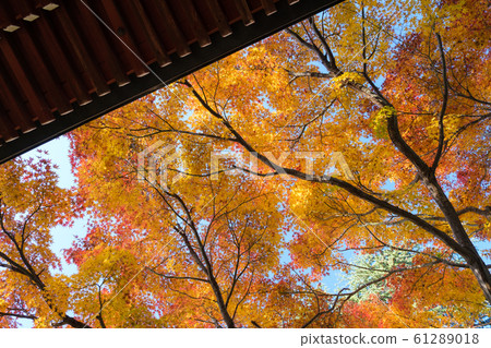 Roof and autumn leaves Roof and autumn leaves 61289018