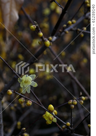 Umami Hillside Park Umami Hillside Park 61289140