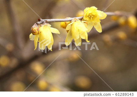 Umami Hillside Park 61289143