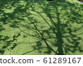 Tree shadow on green grass. 61289167