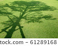 Tree shadow on green grass. 61289168