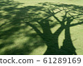 Tree shadow on green grass. 61289169