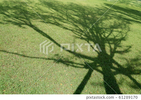Tree shadow on green grass. 61289170