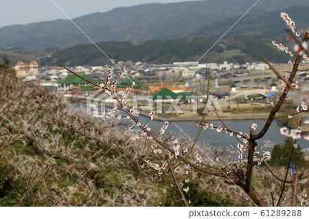 Tottori walks of the four seasons spring flowers Nohana Baikei 61289288