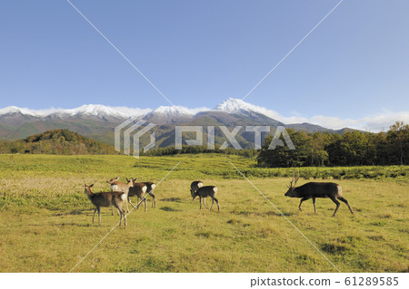 Ezo deer in the breeding season (Shiretoko, Hokkaido) Ezo deer in the breeding season (Shiretoko, Hokkaido) 61289585