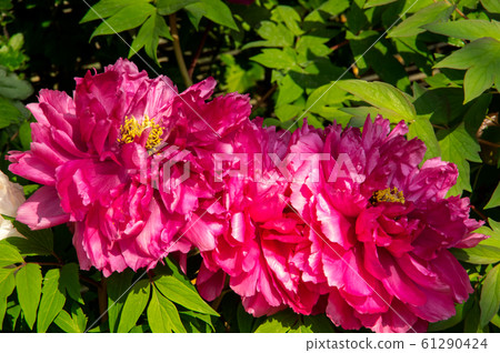 Peony Peony 61290424