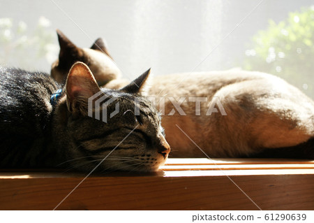 Tottori walks four seasons Love cat Tottori walks four seasons Love cat 61290639