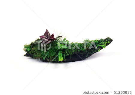 Driftwood bonsai 61290955