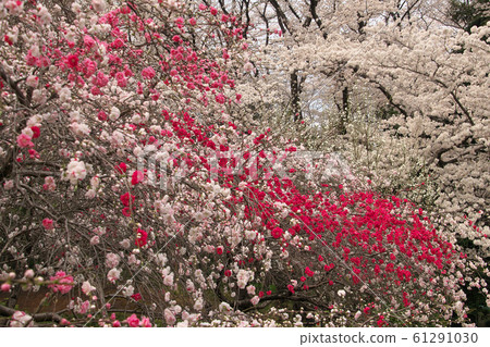 Genpei peach (foreground) and cherry blossoms at Kinuta Park 61291030