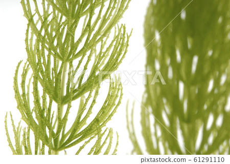 Up of aquatic leaf Up of aquatic leaf 61291110