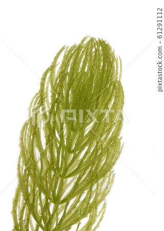 Matsumo Matsumo 61291112