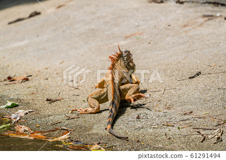 Green iguana turned orange Green iguana turned orange 61291494