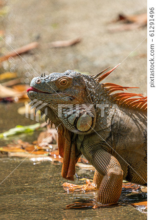 綠鬣蜥變成橙色 綠鬣蜥變成橙色 61291496