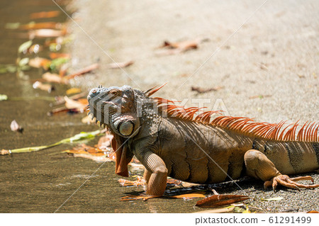 Green iguana turned orange Green iguana turned orange 61291499