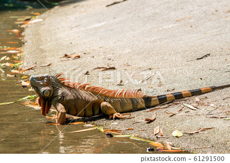 Green iguana turned orange Green iguana turned orange 61291500