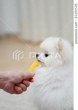 Hands of a senior woman giving a treat to a Pomeranian 61291526
