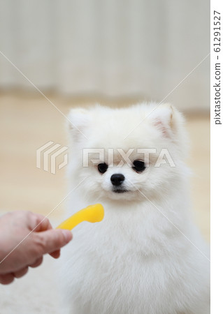 一位高級婦女的手給博美犬請客 一位高級婦女的手給博美犬請客 61291527