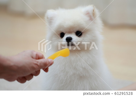 Hands of a senior woman giving a treat to a Pomeranian Hands of a senior woman giving a treat to a Pomeranian 61291528