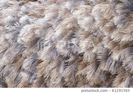 Close up of the brown, grey and beige feathers of Close up of the brown, grey and beige feathers of 61291565