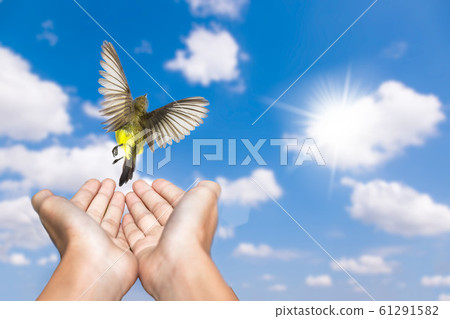 Woman praying and free bird enjoying nature on 61291582