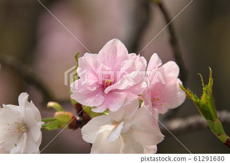 Sasabezakura Sasabezakura 61291680