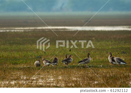 Greylag goose flock playing in open grass field and wetland of keoladeo national park or bird sanctuary, bharatpur, rajasthan, india - Anser anser 61292112