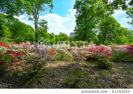 Akagi Nature Park Spring 61292650