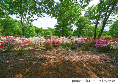 赤城自然公園春天 61292656