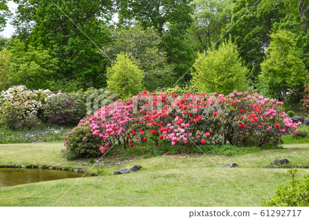 赤城自然公園春天 61292717
