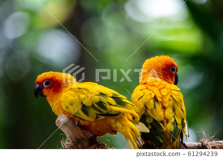 Pair of Scarlet Mexican Parakeets 61294239