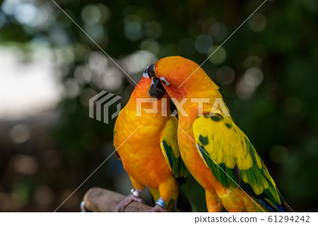 Pair of Scarlet Mexican Parakeets 61294242