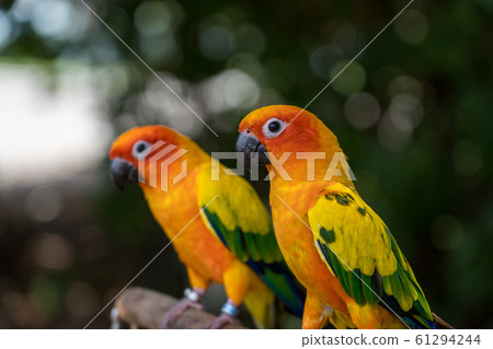 Pair of Scarlet Mexican Parakeets 61294244