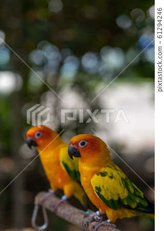 Pair of Scarlet Mexican Parakeets 61294246