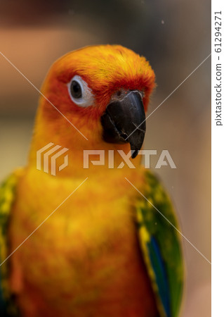 Kokane Mexico parakeet Kokane Mexico parakeet 61294271