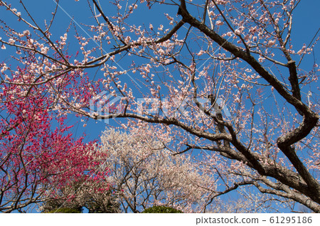 水戶K樂園的白梅和紅梅盛開在藍天背景中 水戶K樂園的白梅和紅梅盛開在藍天背景中 61295186