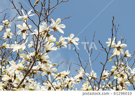 Kobushi溫泉 61296010