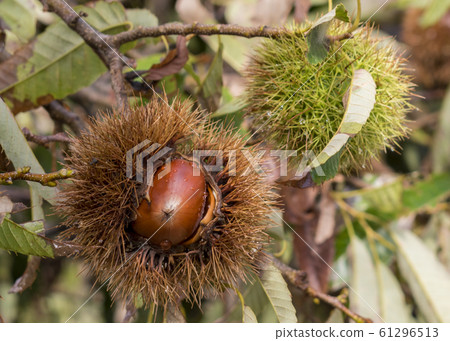 Chestnut fruit 61296513
