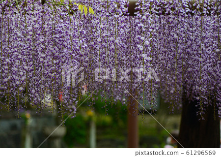 Wisteria trellis Wisteria trellis 61296569