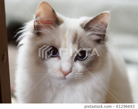 布娃娃小貓 61296683