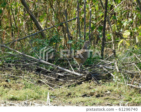 Pheasant chick young pheasant 61296740
